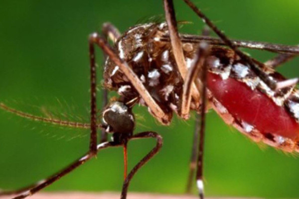 जापानिज ‘इन्सेफ्लाइटिस’ ले लियाे छ जनाको ज्यान